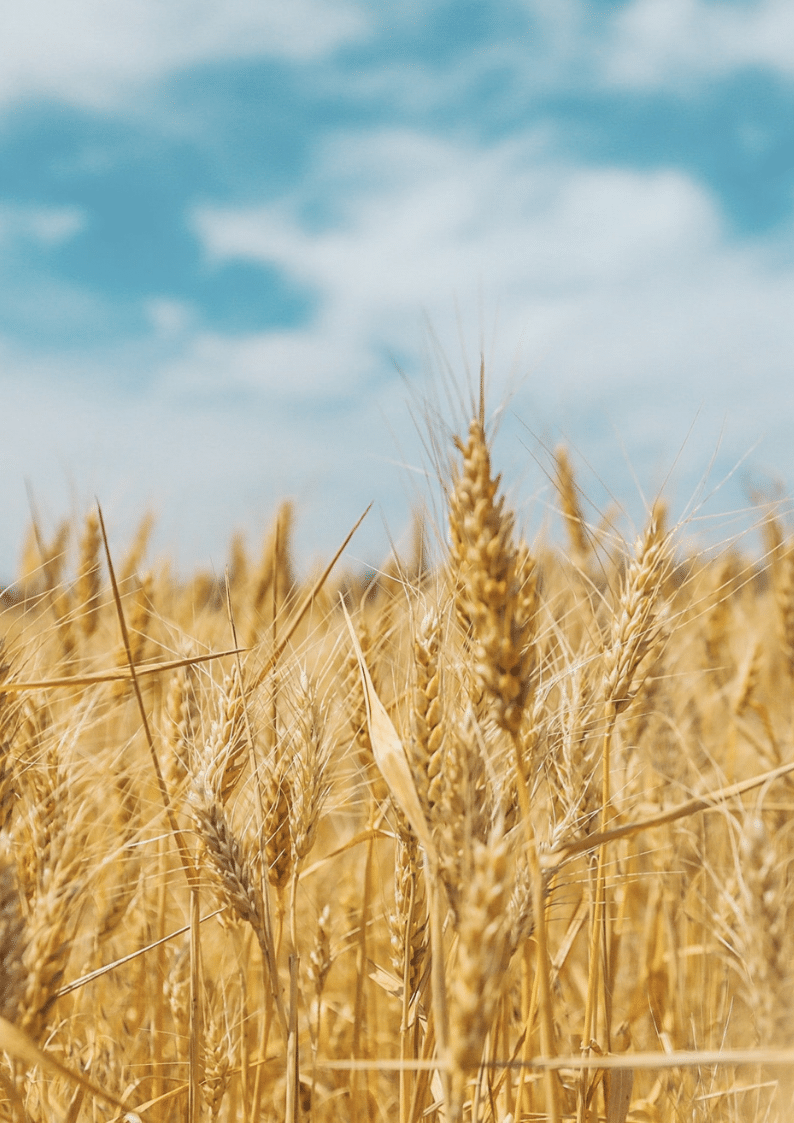 Production alimentaire